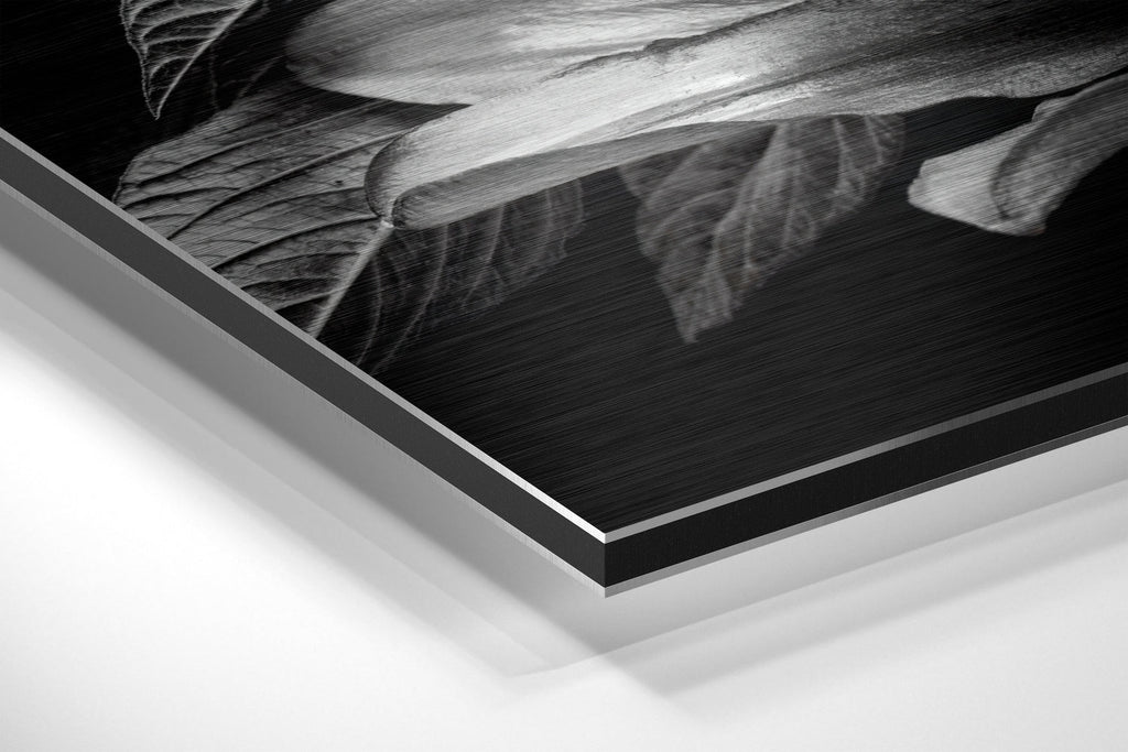 Lillium Brushed Aluminium Dibond Wall Art